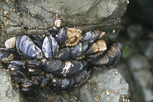California mussel